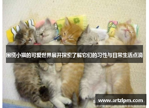 围绕小猫的可爱世界展开探索了解它们的习性与日常生活点滴